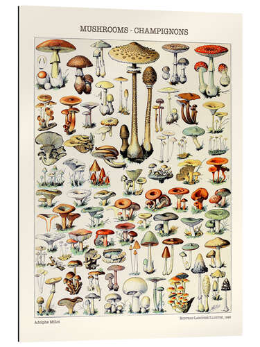 Cuadro de plexi-alu Mushrooms, 1923