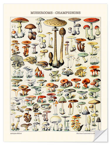 Sticker mural Champignons, 1923