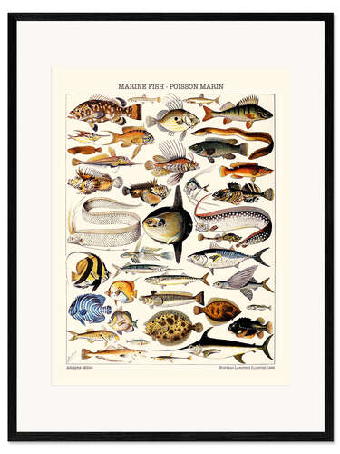 Impression artistique encadrée Poisson Marin, 1923