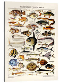 Gallery print Marine Fish, 1923