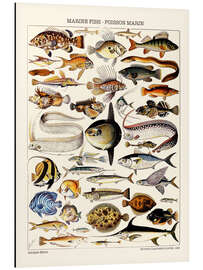 Magnettafel Meeresfische, 1923