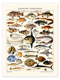 Veggbilde  Marine Fish, 1923 - Adolphe Millot