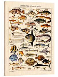 Wood print  Marine Fish, 1923 - Adolphe Millot