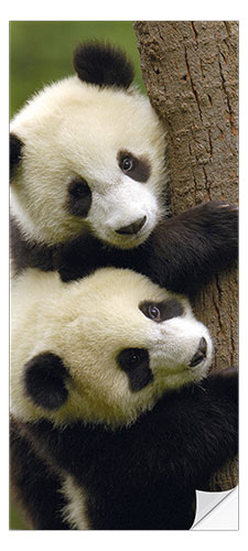 Door sticker Giant Panda babies clinging to a tree trunk