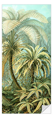 Dørtapet Bregner, Filicinae (Naturens kunstformer, 1899)