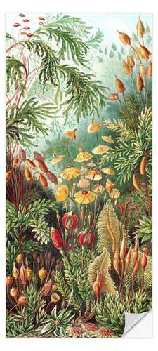 Dørtapet Bladmoser, Muscinae (Naturens kunstformer, 1899)