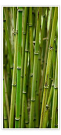 Dörrposter Green Bamboo