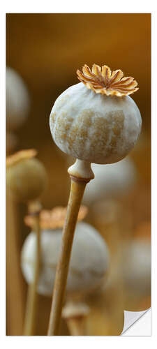 Ovitapetti Poppy