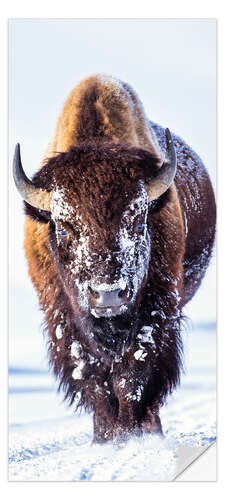 Ovitapetti Wandering Bison in the Snow