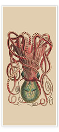 Wall print  Octopus Vulgaris - Frederick Polydor Nodder