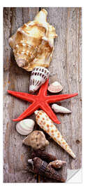 Deursticker Shells on a Wooden Board