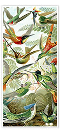 Dørplakat  Kolibrier, Trochilidae (Naturens kunstformer, 1899) - Ernst Haeckel