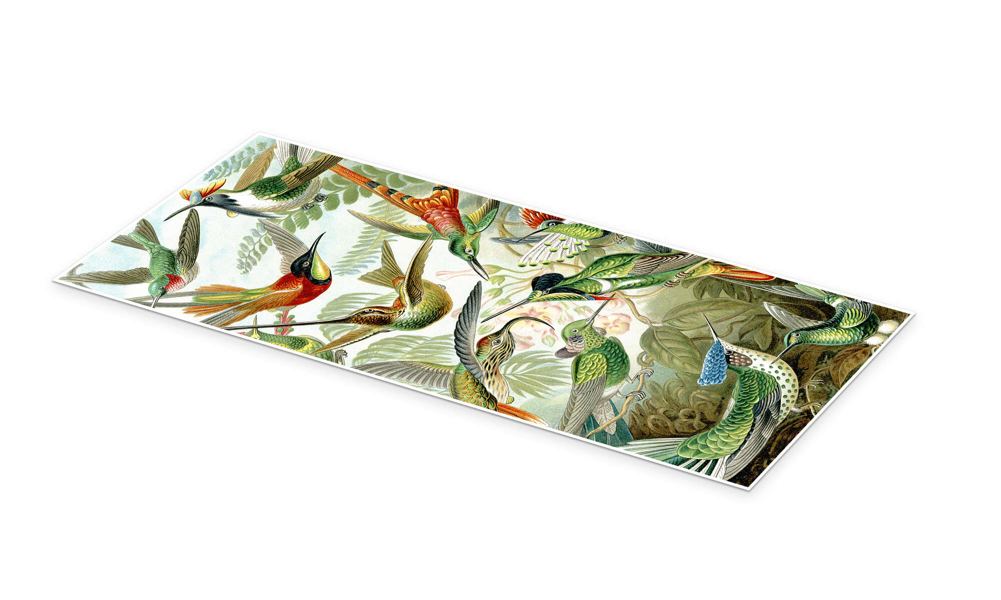 Hummingbirds, Trochilidae (Art Forms in Nature, 1899)' by Ernst