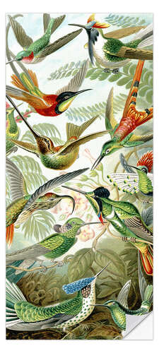 Adesivo de porta Beija-flores, Trochilidae (Formas de arte da natureza, 1899)