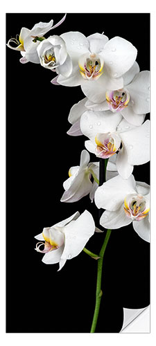 Sticker pour porte Orchidée blanche sur fond noir