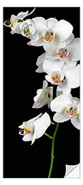 Sticker pour porte Orchidée blanche sur fond noir