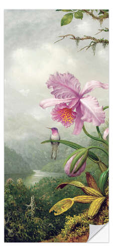 Dørtapet Hummingbird Perched on an Orchid Plant