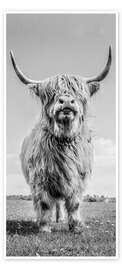 Door poster Scottish Highland Cattle