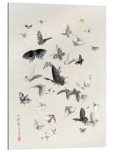 Stampa su plexi-alluminio Butterflies & Moths (detail) II