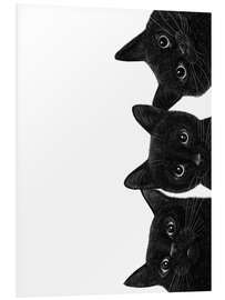 Foam board print Three Black Cats