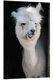 Aluminiumsbilde Funny Alpaca