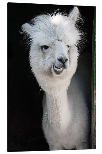 Quadro em plexi-alumínio Funny Alpaca