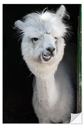 Vinilo para la pared Funny Alpaca