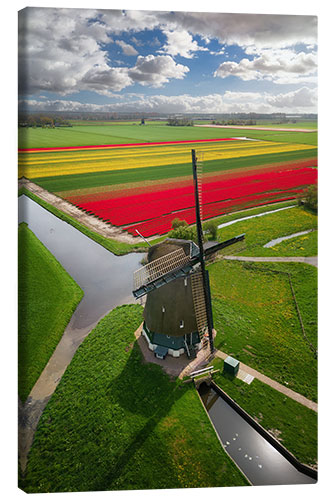 Tableau sur toile Dutch windmill in front of a field of tulips