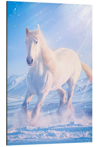 Aluminium print White horse gallops through the snow