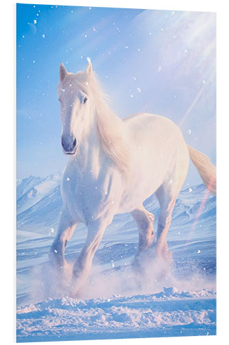 Tableau en PVC White horse gallops through the snow