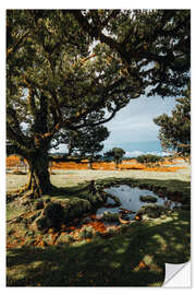 Wall sticker Old Tree in Portugal