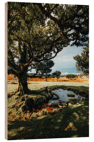 Holzbild Alter Baum in Portugal