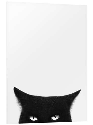 Foam board print Angry Black Cat