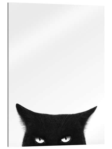 Quadro em plexi-alumínio Angry Black Cat