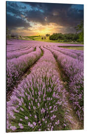 Cuadro de aluminio Lush Lavender at Sunset