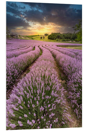 Tableau en PVC Lush Lavender at Sunset