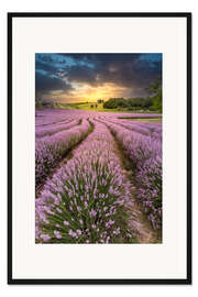 Gerahmter Kunstdruck Üppiger Lavendel bei Sonnenuntergang