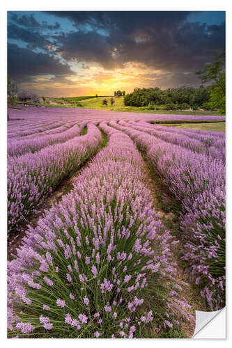 Naklejka na ścianę Lush Lavender at Sunset