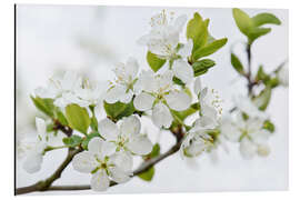 Cuadro de aluminio Cherry Blossom Branch