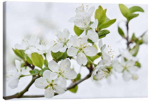 Obraz na płótnie Cherry Blossom Branch