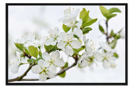 Gerahmter Kunstdruck Kirschblütenzweig
