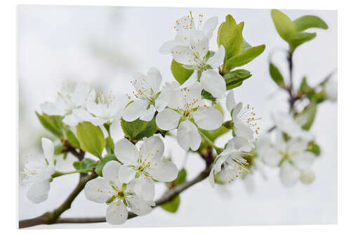 Foam board print Cherry Blossom Branch