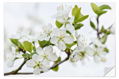 Wall sticker Cherry Blossom Branch