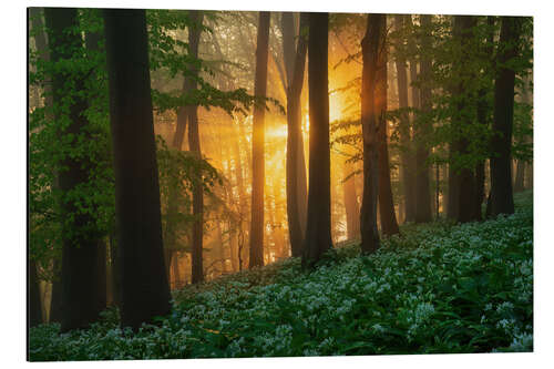 Tableau en aluminium Lush Wild Garlic Forest