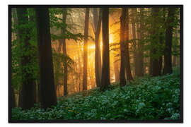 Gerahmter Kunstdruck Üppiger Bärlauchwald