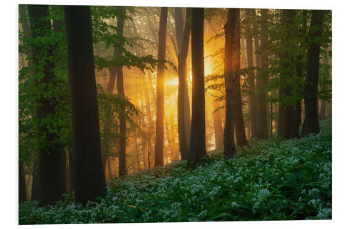 Obraz na PCV Lush Wild Garlic Forest