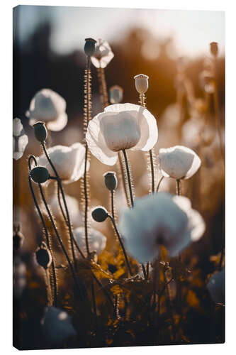 Lærredsbillede White Poppies