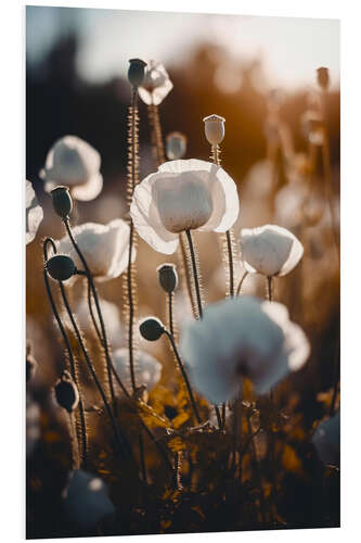 PVC-taulu White Poppies