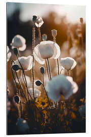 Gallery print White Poppies