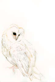 Magnettafel Schneeeule